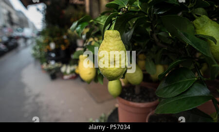 Eine frische, reife Topfpflanzen Lemon Tree auf einem Bürgersteig in Paris, Frankreich im Februar Stockfoto