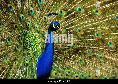 Männliche Pfau mit offenen Schwanzfedern Stockfoto