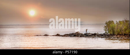 Panorama einer Great Blue Heron stehend auf einem Felsen Steg über die Chesapeake Bay blickt mit der Sonne Stockfoto