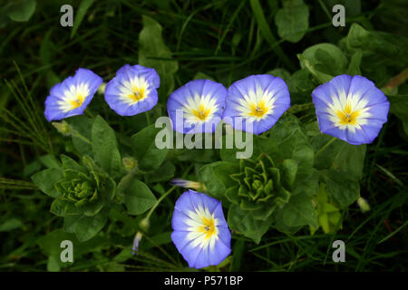 In der Nähe des Heavenly Blue Morning Glory Stockfoto