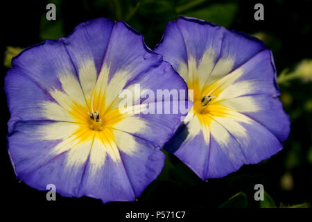 In der Nähe des Heavenly Blue Morning Glory Stockfoto