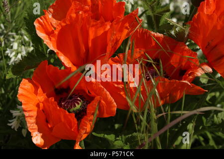 Wunder der Natur - Orientalischer Mohn (Papaver Orientale) in voller Blüte. Frühjahr 2018. Wickford, Essex, Großbritannien. Stockfoto