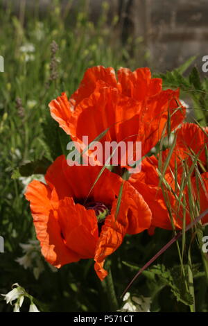 Wunder der Natur - Orientalischer Mohn (Papaver Orientale) in voller Blüte. Frühjahr 2018. Wickford, Essex, Großbritannien. Stockfoto