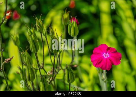 Die rosa Blume der Dusty Miller oder Rose Campion (Silene coronaria) Pflanze in einen Englischen Garten im Sommer Stockfoto