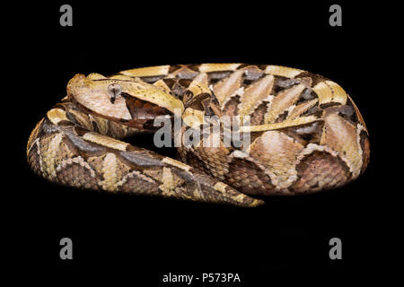 Bitis nasicornis ist eine giftige Viper Arten in den Wäldern von West- und Zentralafrika gefunden. Stockfoto