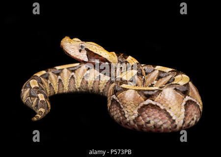 Bitis nasicornis ist eine giftige Viper Arten in den Wäldern von West- und Zentralafrika gefunden. Stockfoto