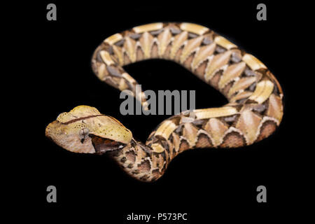 Bitis nasicornis ist eine giftige Viper Arten in den Wäldern von West- und Zentralafrika gefunden. Stockfoto