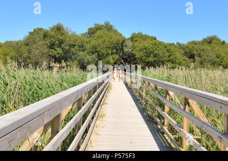 Holzsteg über rohrkolben Sümpfe im Osten Ende des Strandes bei Shell Bay, Studland, Dorset, Großbritannien, während warmes sonniges Wetter. Stockfoto