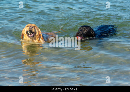 Zwei Labrador Hunde schwimmen im Meer, nachdem sie Bälle zurückholen Stockfoto