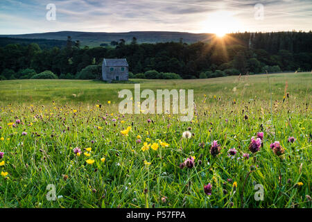 Holwick, Teesdale, County Durham, UK. Dienstag, 26. Juni 2018. UK Wetter. Es war ein schöner Start in den Tag in der North Pennines als die ersten Strahlen der aufgehenden Sonne begann die wilde Blume mähwiesen der oberen Teesdale zu beleuchten. Quelle: David Forster/Alamy leben Nachrichten Stockfoto