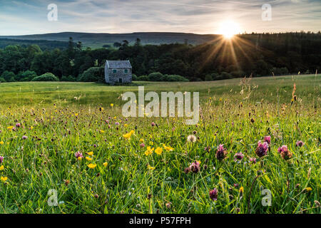 Holwick, Teesdale, County Durham, UK. Dienstag, 26. Juni 2018. UK Wetter. Es war ein schöner Start in den Tag in der North Pennines als die ersten Strahlen der aufgehenden Sonne begann die wilde Blume mähwiesen der oberen Teesdale zu beleuchten. Quelle: David Forster/Alamy leben Nachrichten Stockfoto