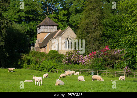 Schafe weiden in der Nähe von St James' Church, Shipton, Shropshire. Stockfoto