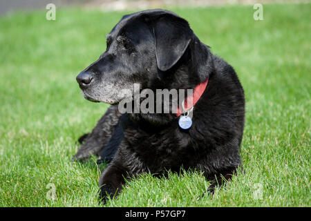 Schwarzer Labrador Retriever ruht auf Rasen, USA Stockfoto