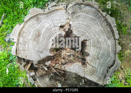 Ein Baum schneiden an der Unterseite des Rumpfes, Blick von oben auf den Schnitt Baumstamm Stockfoto