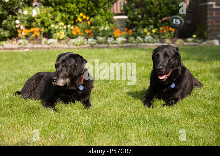 Schwarzer Labrador Retriever ruht auf Rasen, USA Stockfoto
