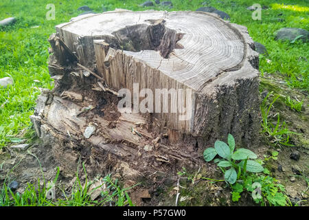 Ein Baum schneiden an der Unterseite des Rumpfes, Seitenansicht des abgeschnittenen Baumstamm Stockfoto