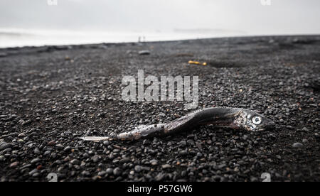Tote Fische, schwarzer Sand Strand, schlechtes Wetter, Strand Reynisfjara, South Island, Island Stockfoto