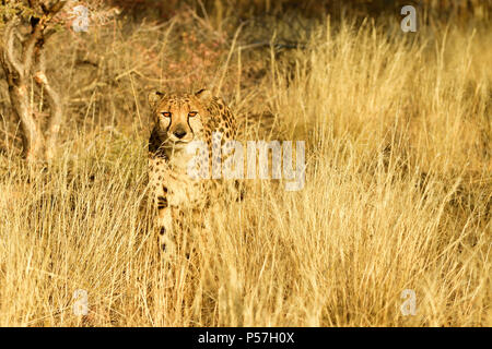 Gepard (Acinonyx Jubatus) steht im hohen Gras, Namibia Stockfoto