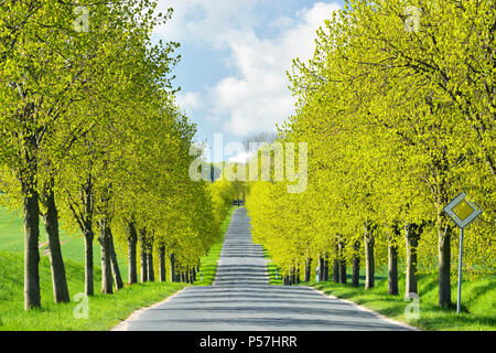 Linden Avenue im Frühling, frisch grün, in der Nähe von Tolmezzo, Insel Rügen, Mecklenburg-Vorpommern, Deutschland Stockfoto