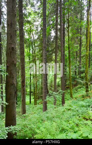 Hohen schlanken Baumstämme und ein Farn in einem Mischwald. Stockfoto