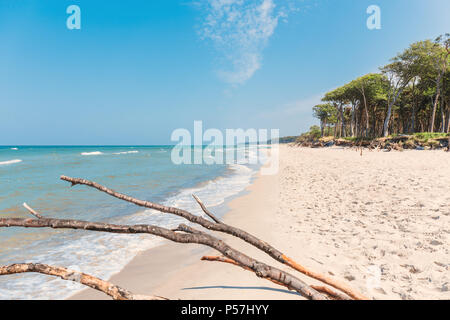 West Strand an der Ostsee mit Wald und Blick auf das Meer Stockfoto