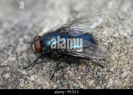 Bluebottle fliege Calliphora vomitoria Bottlebee a.k.a. Stockfoto