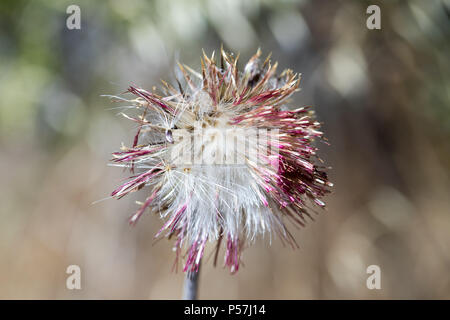 Mariendistel (Silybum marianum) Kopf. Stockfoto