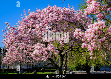 Straßburg, den blühenden Magnolienbäumen, Place de la République, Neustadt, Elsass, Frankreich, Europa, Stockfoto