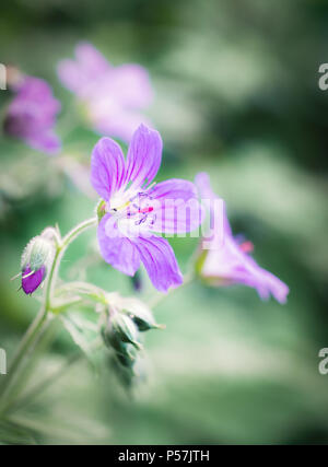 Schließen Sie herauf Bild von Wild Flower Geranien im Sommer abends in Finnland Stockfoto