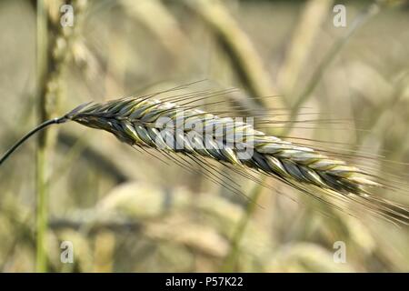Getreide auf einem Feld Stockfoto