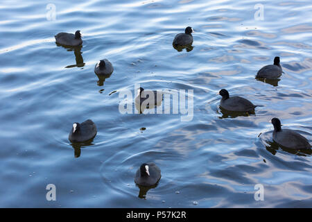 Gruppe der Eurasischen Blässhuhn Fulica atra ruht auf dem Wasser mit Reflexionen Stockfoto