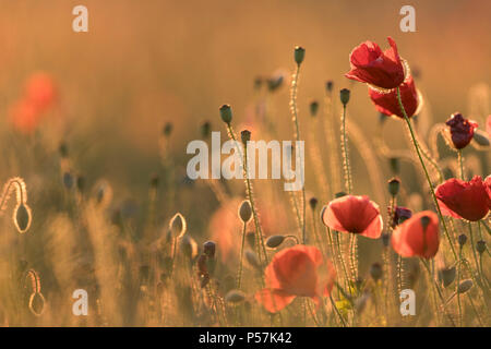 Gruppe von Feld Mohn Papaver rhoeas im letzten Licht glühenden genommen und zurück in der Abendsonne leuchtet Stockfoto