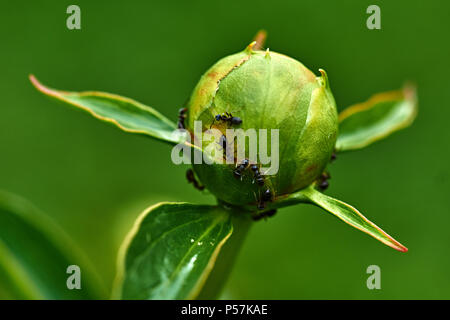 Regentropfen sind auf die weiße Pfingstrose Knospe sichtbar. Ameisen kriechen auf dem BUD. Marco, Natur, Blumen, Russland, Moskau, Shatura. Unblown weiße Pfingstrose Stockfoto