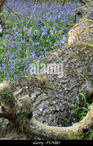 Glockenblumen in einem Holz Stockfoto