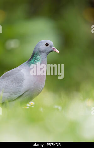 Single Stock Taube Columba oenas in einem städtischen Garten Stockfoto