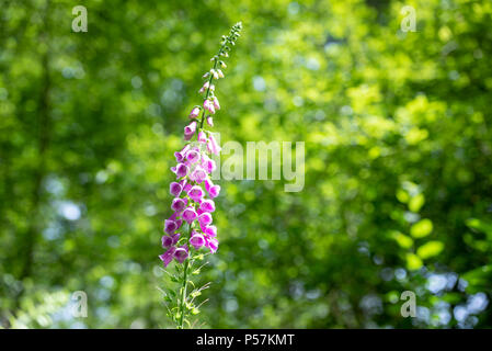 Rosa Fingerhut Digitalis oder Blumen wachsen auf einem Holz in Großbritannien auf dem Land Stockfoto