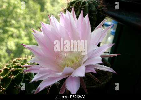 Echinopsis oxygona Kakteen blühen, mit Lavendel Blume Stockfoto