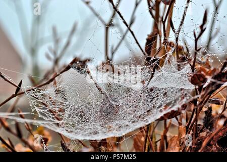 Spinnennetz im Herbst Stockfoto