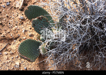 Beavertail Kakteen in der Wüste von Arizona Stockfoto