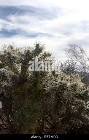 Cylindropuntia fulgida/der Jumping cholla Cactus in Nevada Stockfoto