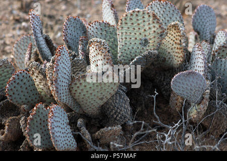 Beavertail Kakteen in der Wüste von Arizona Stockfoto