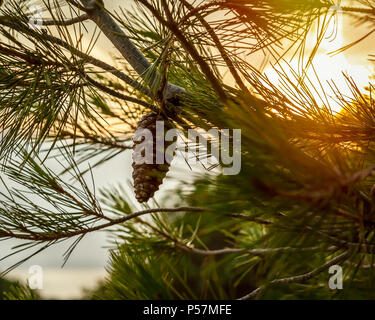 Kiefer. Kiefer Mais hängen vom Baum bei Sonnenuntergang. Isoliert. Stock Bild. Stockfoto