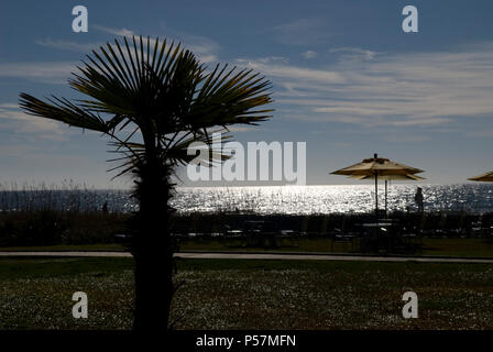 Palmetto Baum Silhouette in Myrtle Beach, SC USA Stockfoto