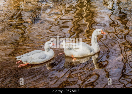 Ein paar der inländischen Swan Gänse schwimmen in reflektiert Braun moire-gemusterten Wasser. Stockfoto