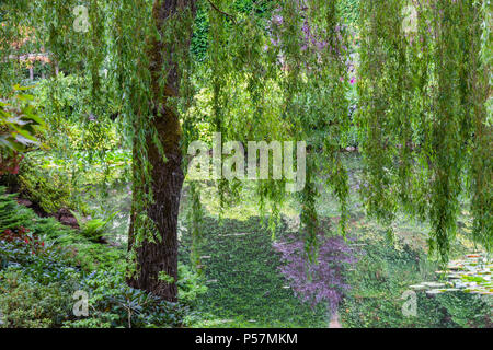 Weeping Willow Tree in Wanne Garten Szene in den Butchart Gardens, Victoria, British Columbia. Stockfoto