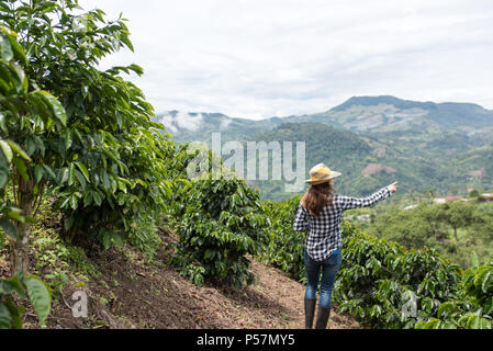 Coffee Plantation in Jerico, Kolumbien im Zustand von Antioquia. Stockfoto