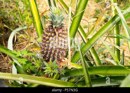 Nahaufnahme der Ananaspflanze in Jerico, Kolumbien im Zustand von Antioquia.