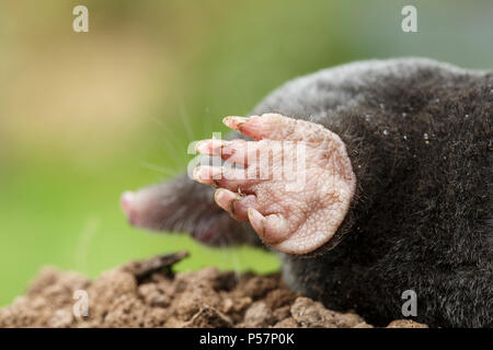 Europäische Mole, Talpa europaea, mit erweiterten vorderen Füße für grabende verwendet. Monmouthshire, Wales, Großbritannien Stockfoto