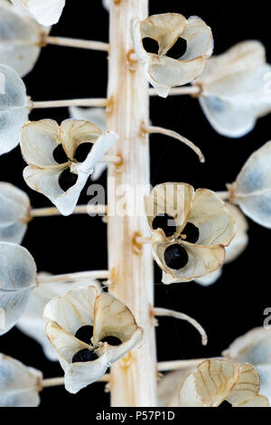 Samenkapseln von Traubenhyazinthen, Muscari armeniacum, Juni Stockfoto