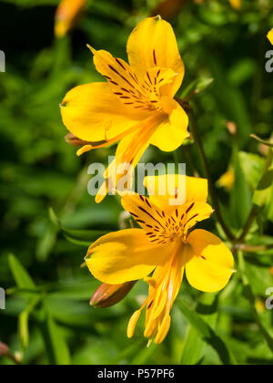 Gelb blühenden Form der Peruanischen Lily, Alstroemeria aurea (A. aurantiaca), Blüte im Frühsommer. Stockfoto